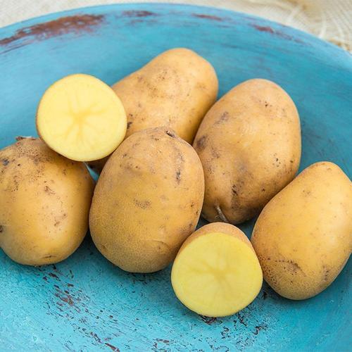 Gardens Alive! Gurney's 32-oz Seed Potato Carola in the Vegetable