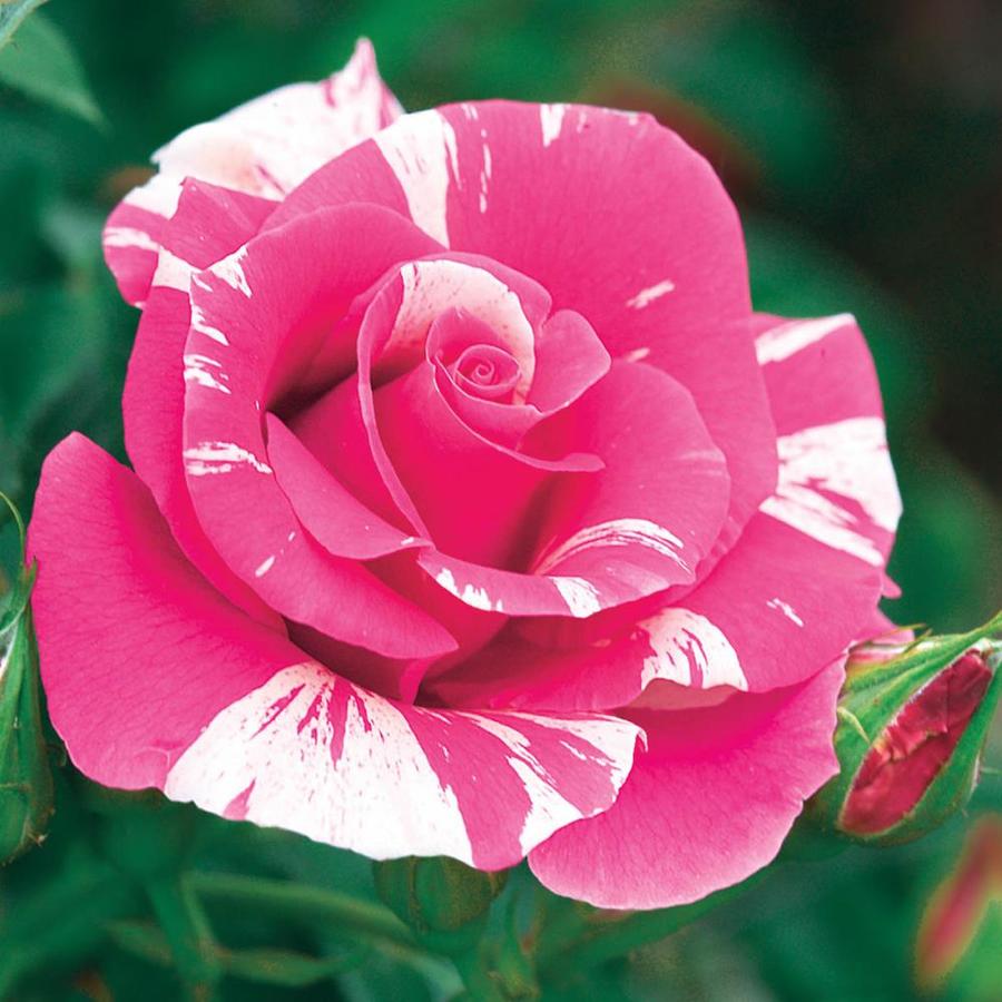 Monrovia In Potted Red Crimson Sky Climbing Rose In The Roses Department At Lowes Com