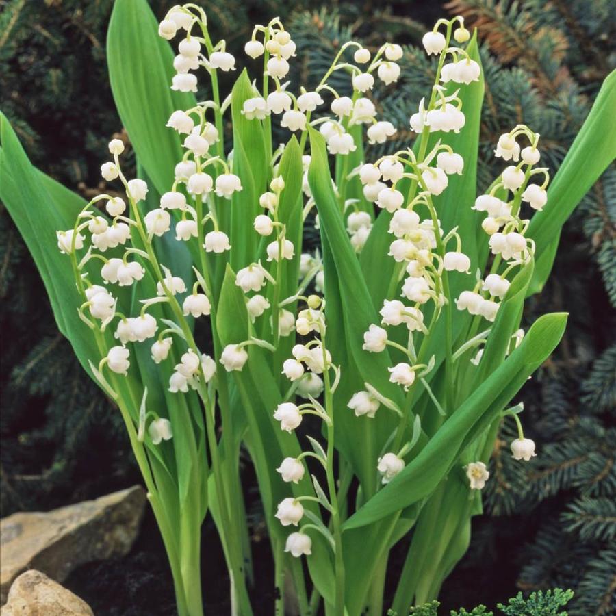 Gardens Alive! 3Pack Lily Of The Valley in Bareroot