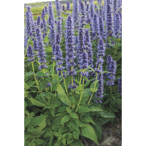 Spring Hill Nurseries 1Pack in Pot Blue Fortune
