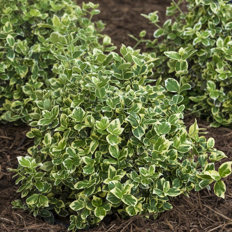 Spring Hill Nurseries 2 5 Quart Moonshadow Euonymus Foundation Hedge Shrub In Pot In The Shrubs Department At Lowes Com