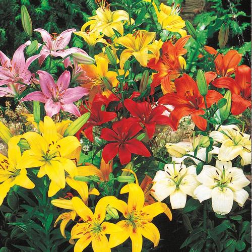 Breck's 25-Pack Asiatic Lily Mixed Bulbs at Lowes.com