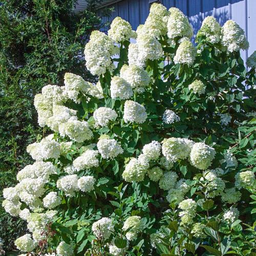 Spring Hill Nurseries White 8-in Proven Winners Limelight Hydrangea  Flowering Shrub in Pot Lowes.com