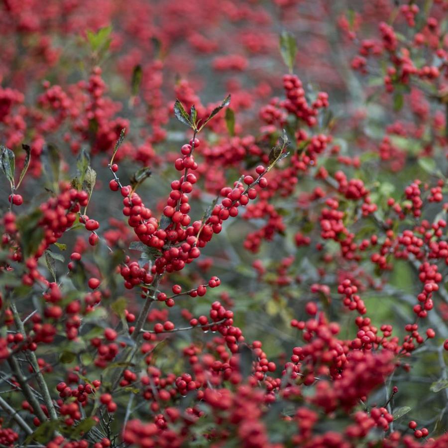 Spring Hill Nurseries White 4in Winter Red Winter Berry Flowering