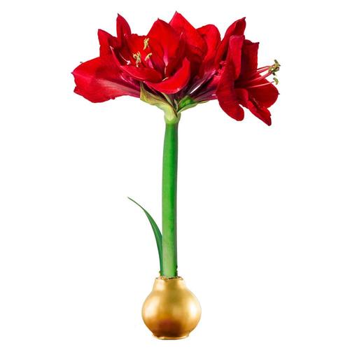 Download Breck's 1-Pack Red Flowering Gold Waxed Amaryllis Bulb in ...