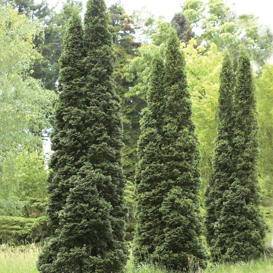 Bare root Shrubs at