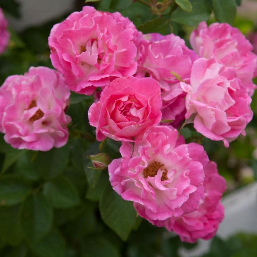 Mini Rose Plants, Bulbs & Seeds at Lowes.com