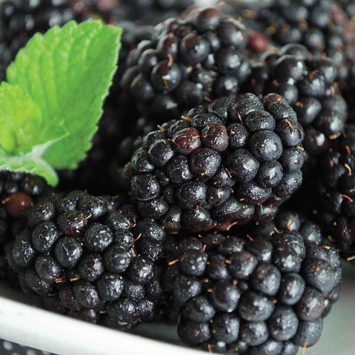 Gardens Alive! 16oz Blackberry Heaven Can Wait (Potted) at