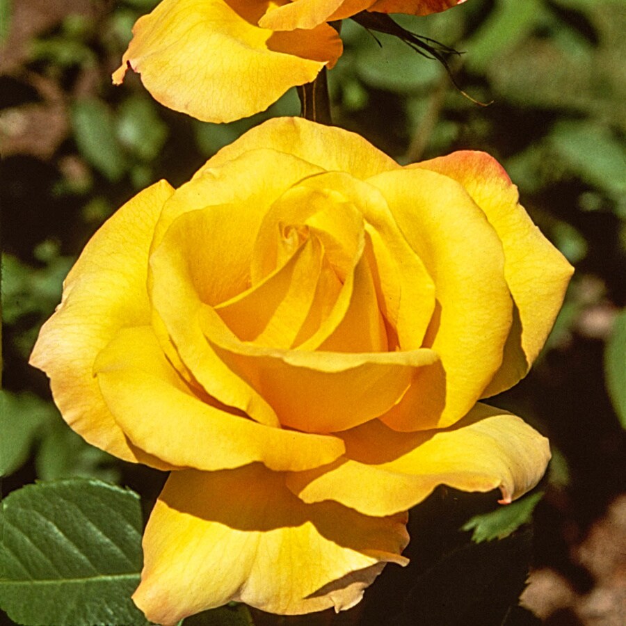Spring Hill Nurseries Bare Root Yellow Flowering Gold Medal Grandiflora