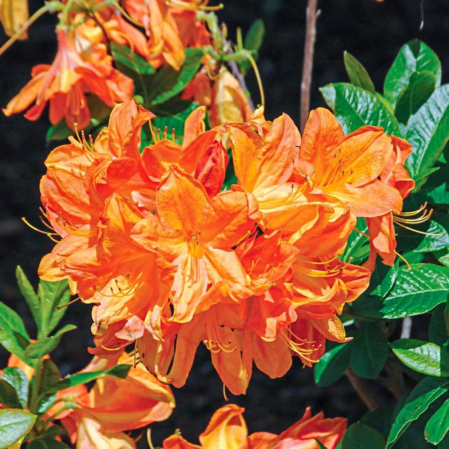 Spring Hill Nurseries Orange 4in Arneson Gem Azalea