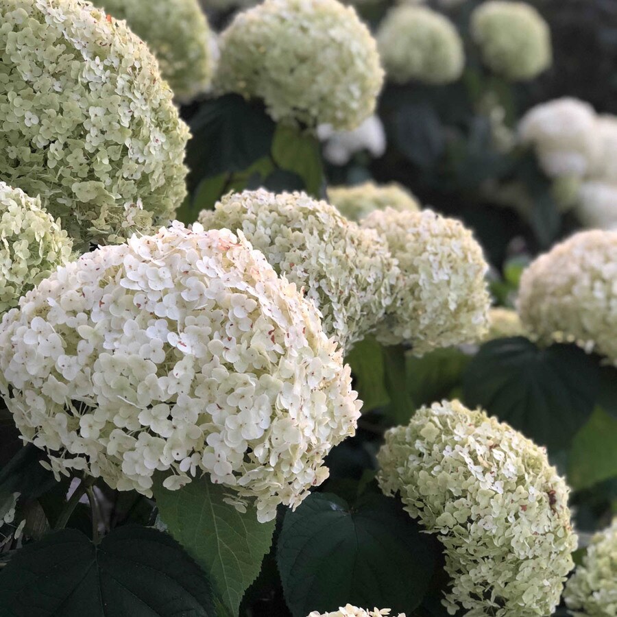 Flowering Shrubs at Lowes.com