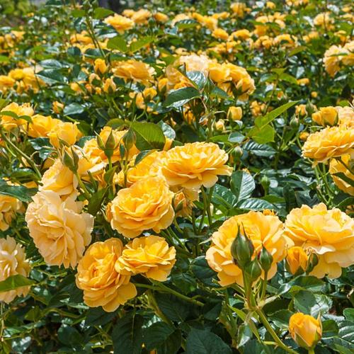 Spring Hill Nurseries in Pot Yellow Flowering Julia Child Floribunda ...