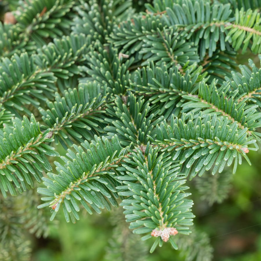 Shrubs at Lowes.com