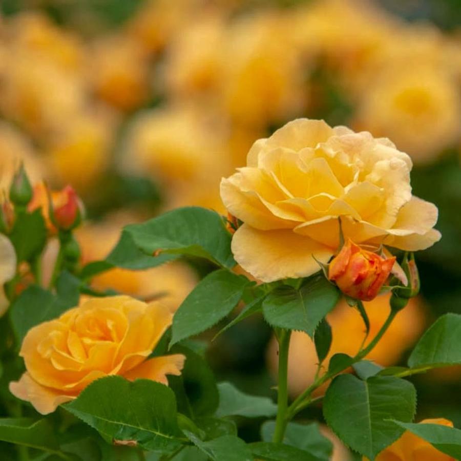 Roses At Lowescom