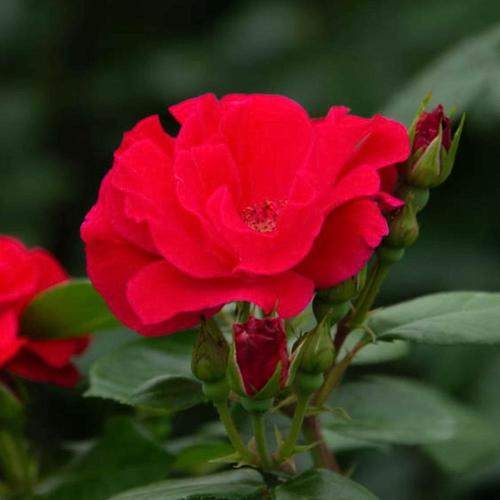 Spring Hill Nurseries in Pot Red Freedom Shrub Rose in the Roses ...