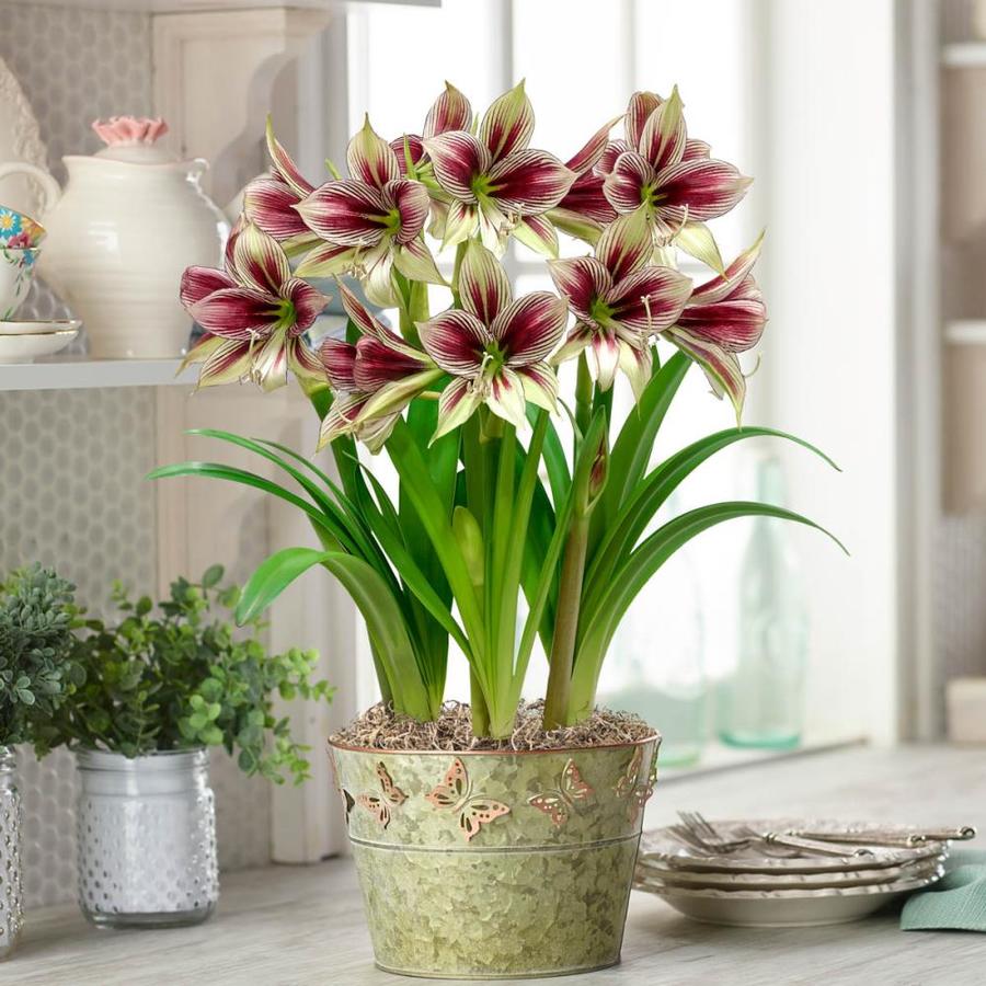 Breck's 8.75-in 3-Pack Multicolor Papilio Amaryllis Triple Gift Set in ...