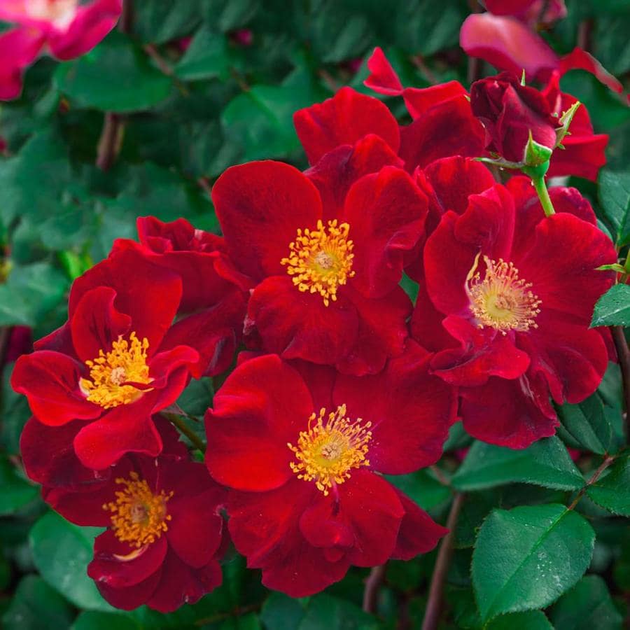 Spring Hill Nurseries in Bare Root Red Flowering Top Gun Shrub Rose in ...