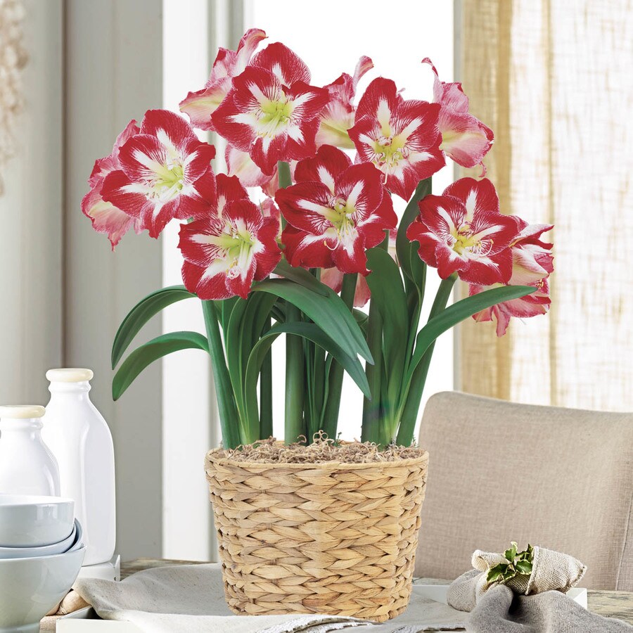 Breck's 1 Pack Flowering Magical Touch Amaryllis Bulb in the House ...