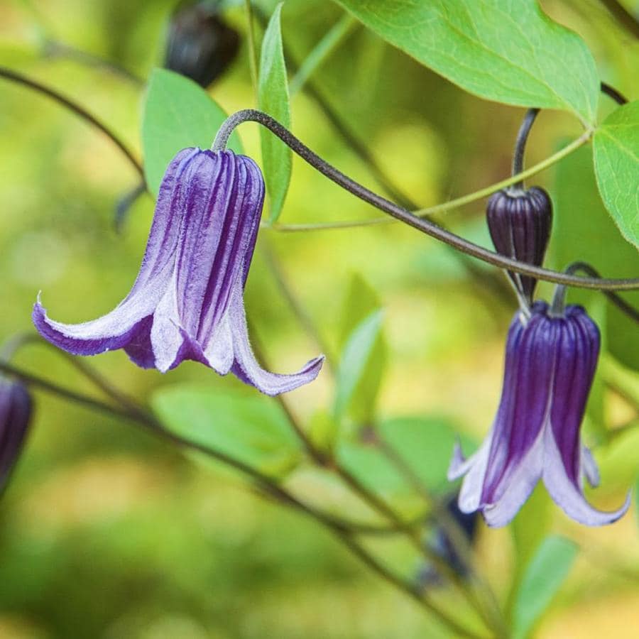 Spring Hill Nurseries CLEMATIS ROGUCHI 4 IN POT in the Perennials ...