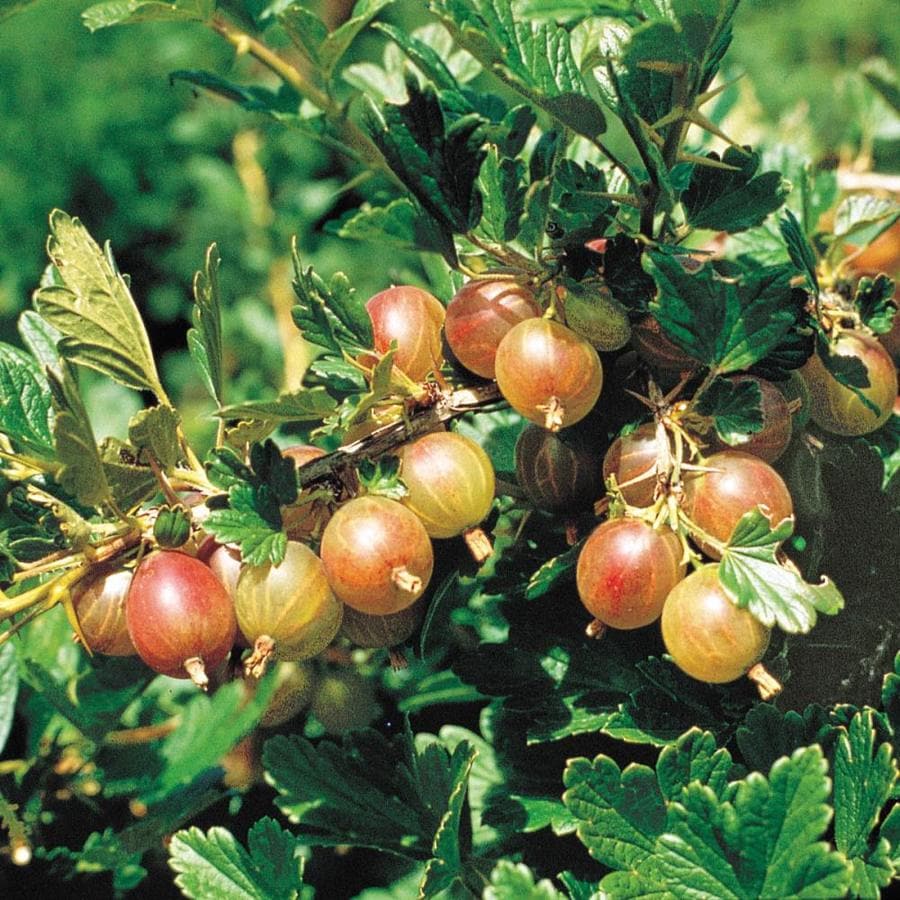 Gurney's Seed and Nursery Gooseberry Pixwell Bare Root Plant in the ...