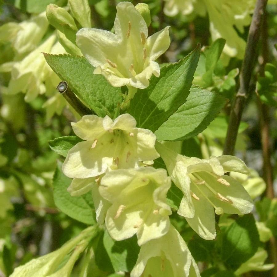 Spring Hill Nurseries Lemon Ice Weigela White Flowering Shrub Bare Root ...