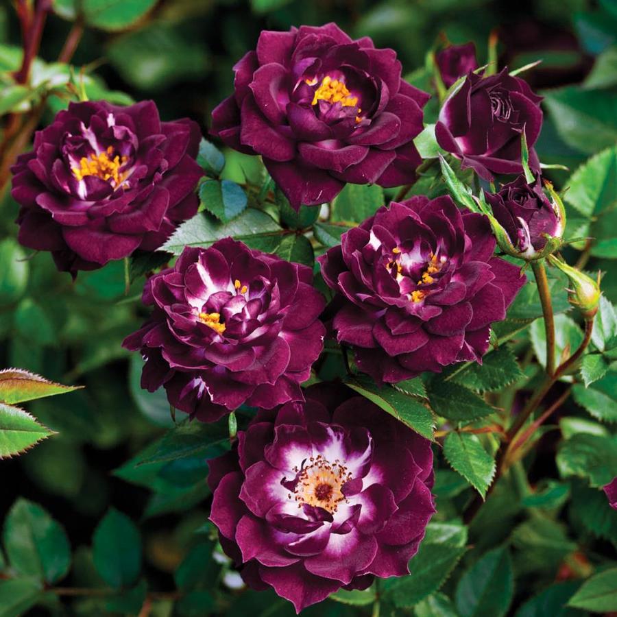 Spring Hill Nurseries Pot Diamond Eyes Miniature Rose(N/A) in the Roses ...