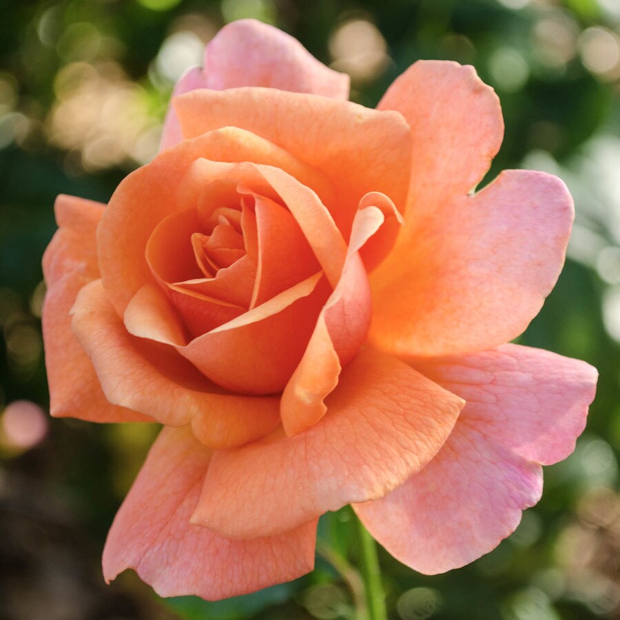 Spring Hill Nurseries Pot Easy Does It Floribunda Rose N A In The