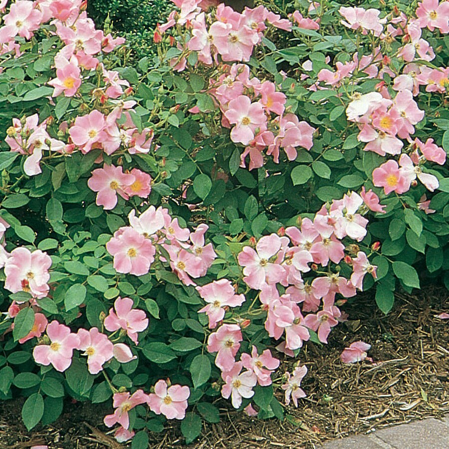 Spring Hill Nurseries Pot Nearly Wild Shrub Rose(N/A) in the Roses ...