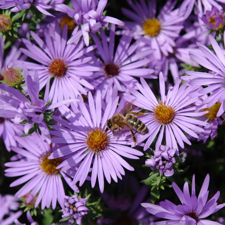 pot-perennials-at-lowes