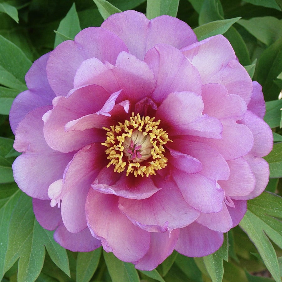 Spring Hill Nurseries 4 In Es Yankee Doodle Dandy Itoh Peony N A In The Perennials Department At Lowes Com