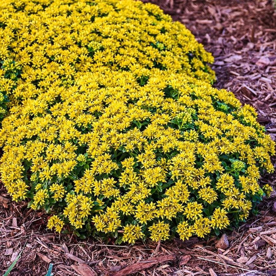 Ground Cover At Lowes Com Plants Planters