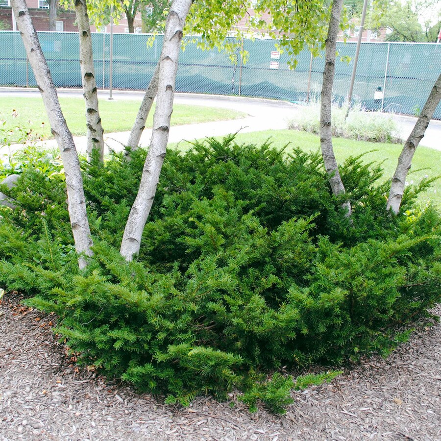 Tautoni Spreading Yew 12 inch Shrubs at