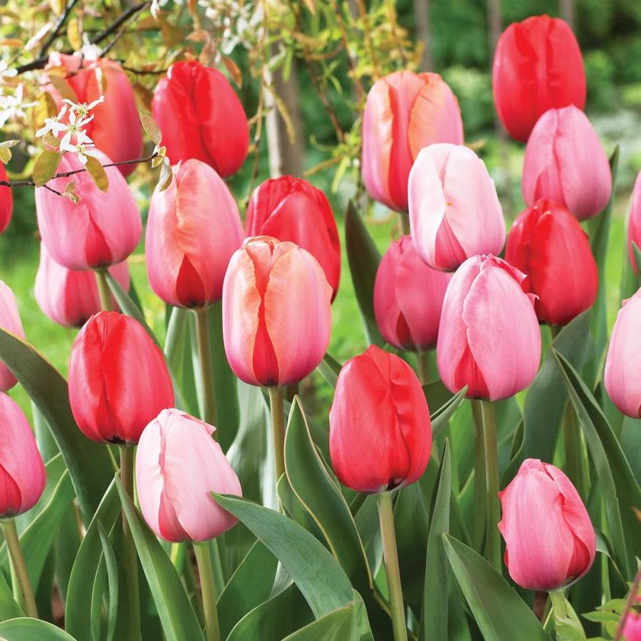 Breck's 25-Pack Impression Darwin Hybrid Tulip Mixed Bulbs in the Plant ...