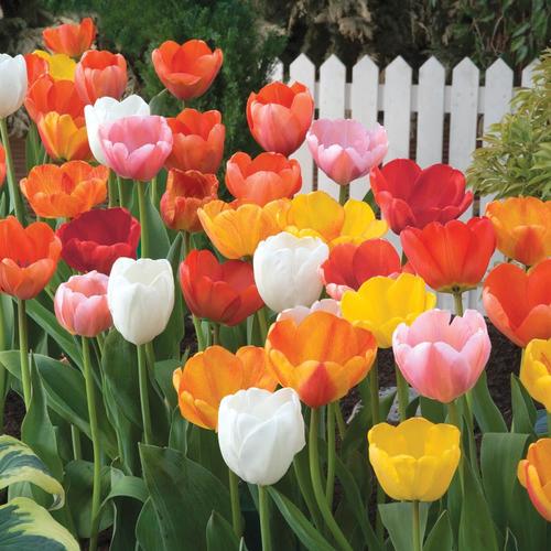 Breck's 75Pack Longstemmed Tulip Mixed Bulbs at