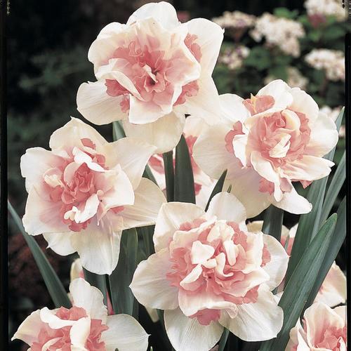 Breck's 25Pack Replete Double Daffodil Narcissus Bulbs at