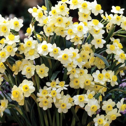 Breck's 25Pack Minnow Miniature Tazetta Daffodil Narcissus Bulbs in