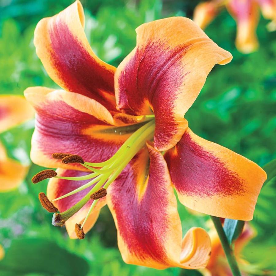 Breck's 5Pack Debby Orienpet Giant Lily Bulbs in the Plant Bulbs