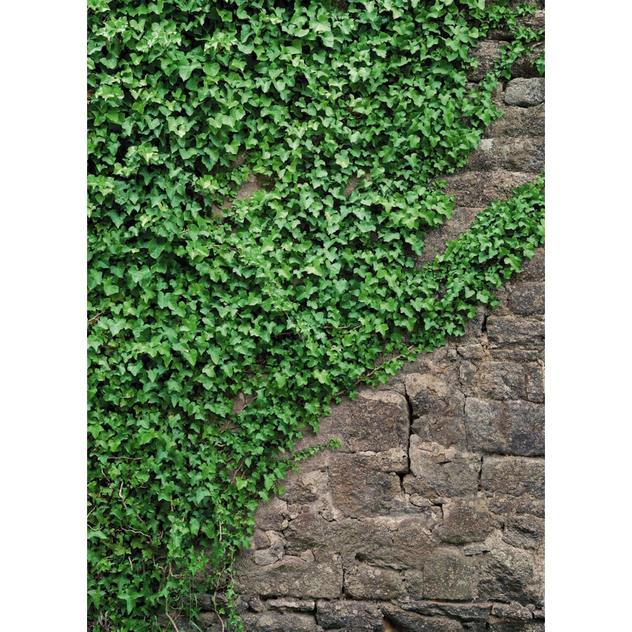 Lowes Wall Murals shop brewster wallcovering komar ivy/vines murals at lowes Lowes Wall Murals shop brewster wallcovering komar ivy/vines murals at lowes