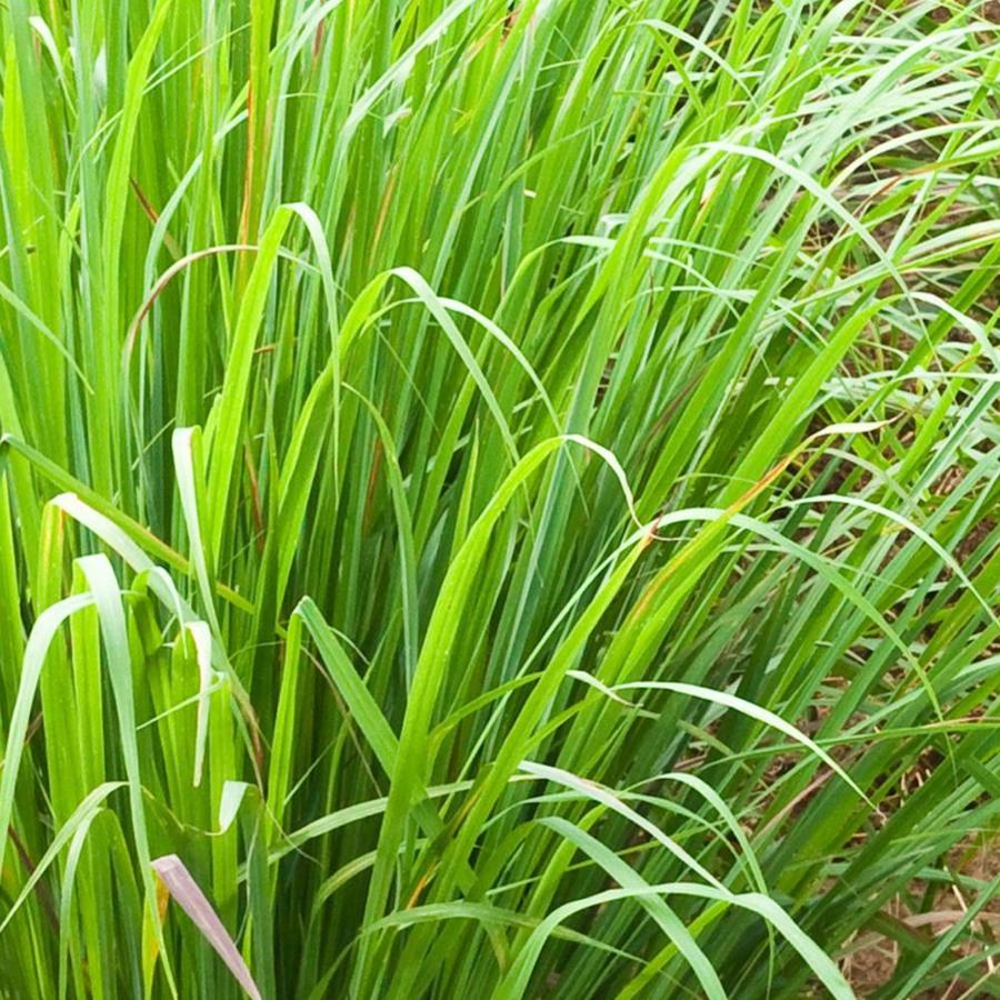 National Plant Network 1 Pack Lemon Grass Pot (N/A) in the Herb Plants ...