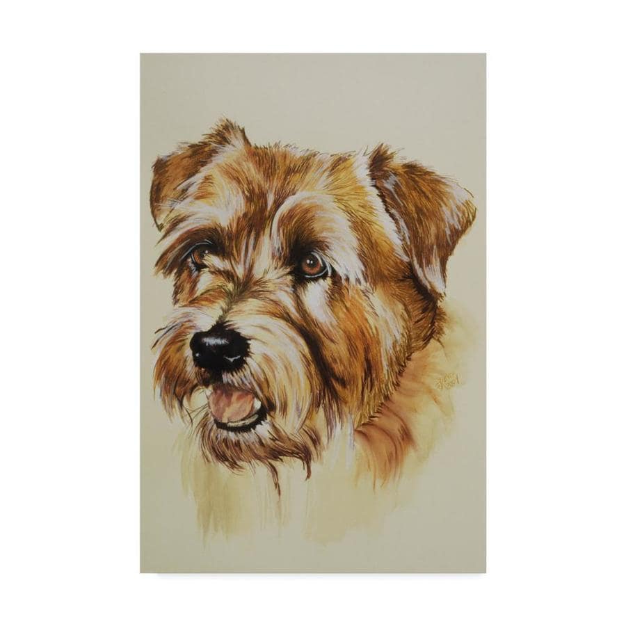 Trademark Fine Art Barbara Keith Norfolk Terrier 30x47 Canvas Art In The Wall Art Department At Lowes Com