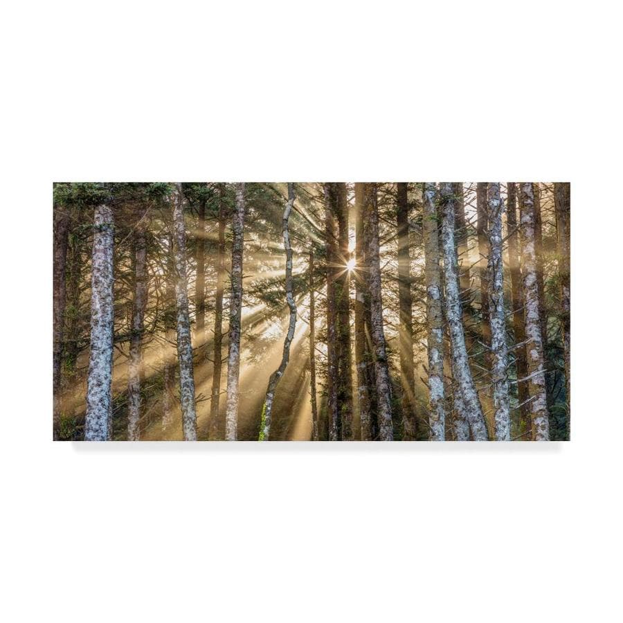 Trademark Fine Art Pierre Leclerc Sunshine Forest 16x32 Canvas Art In