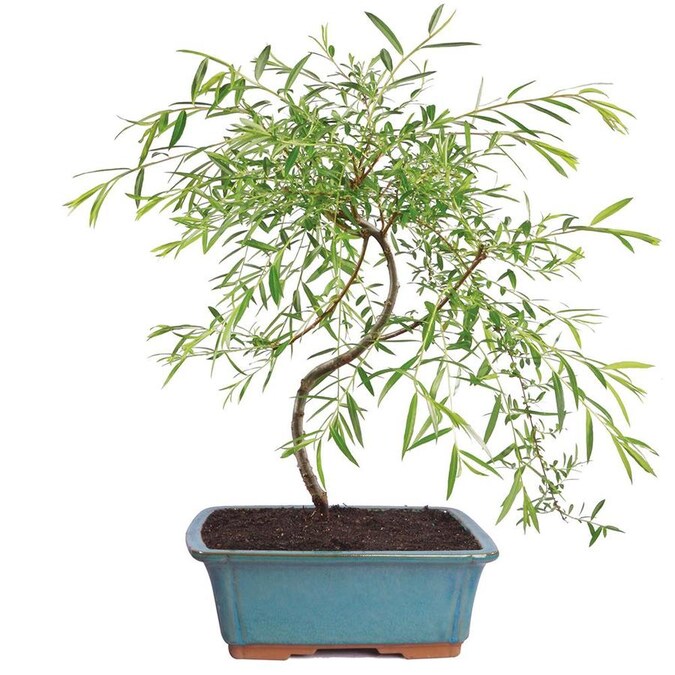 Brussel's Bonsai 10 -in(es) Weeping Willow Planter (DT0115JWW) in the