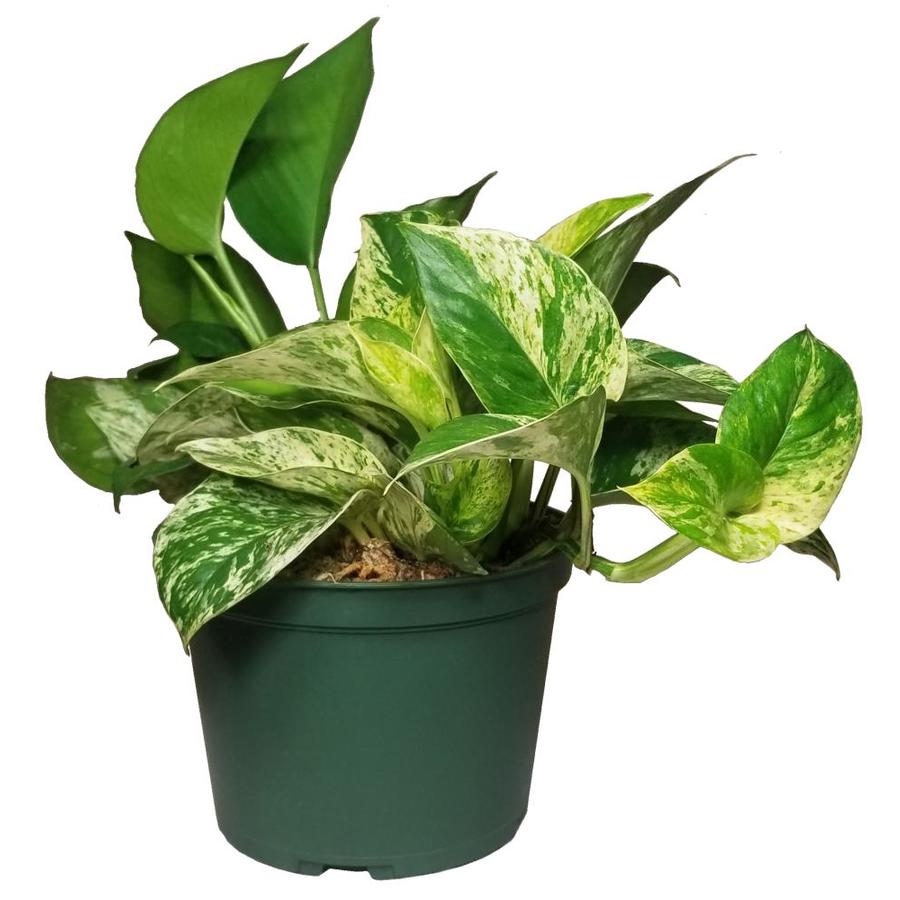 House Plants At Lowes Com