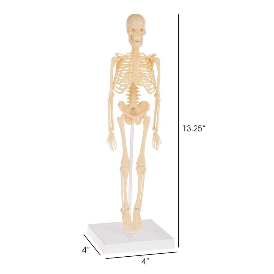 Toy Time Human Skeleton Model Kit on Base- 13.25-in Kids Skeletal Model ...