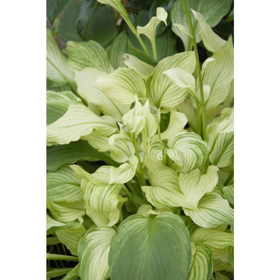 Bloomsz 3 Pack Hosta (1) in the Perennials department at ...