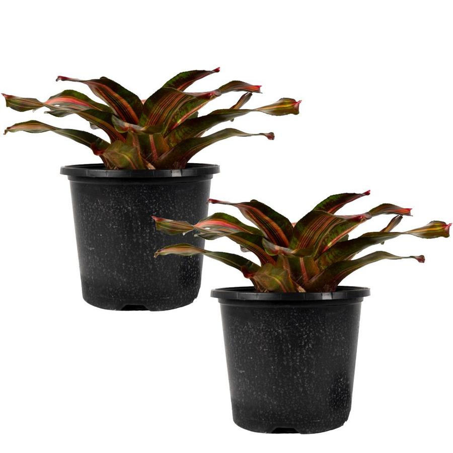 Kahala Dawn Bromeliad (Neoregelia