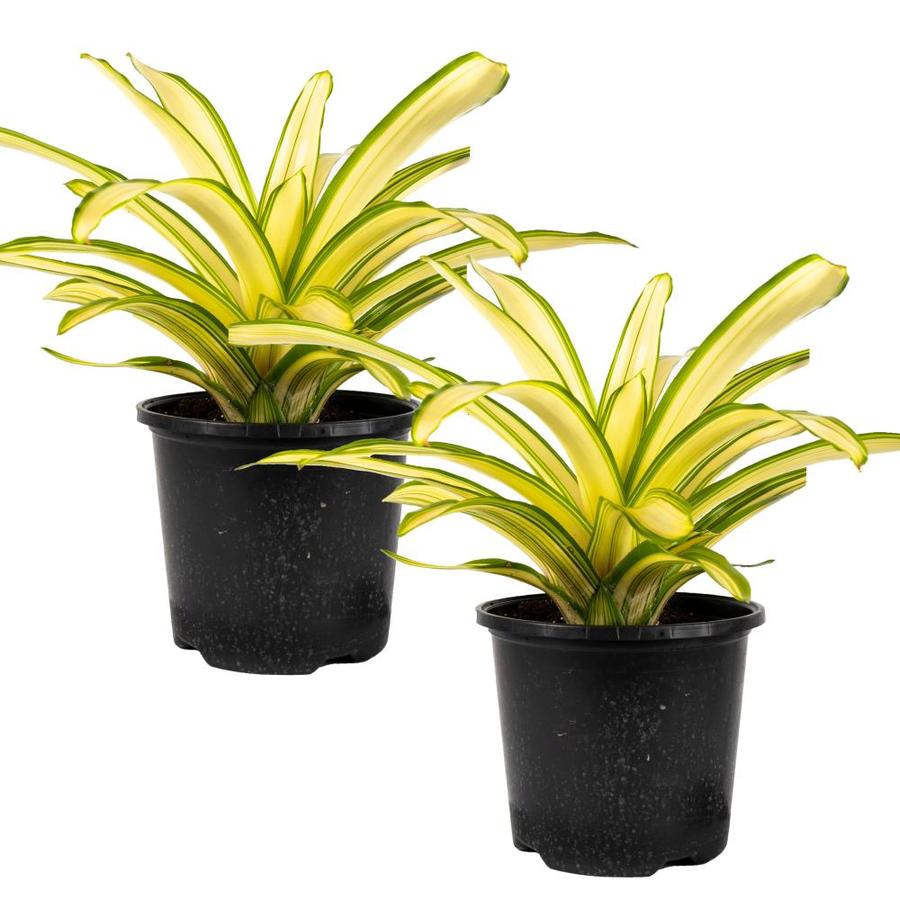 Ardie Bromeliad (Neoregelia) Live Plant