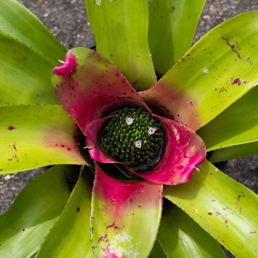 TropicalPlants.com Candy Apple Bromeliad - Live Plant in 8 in. Growers ...