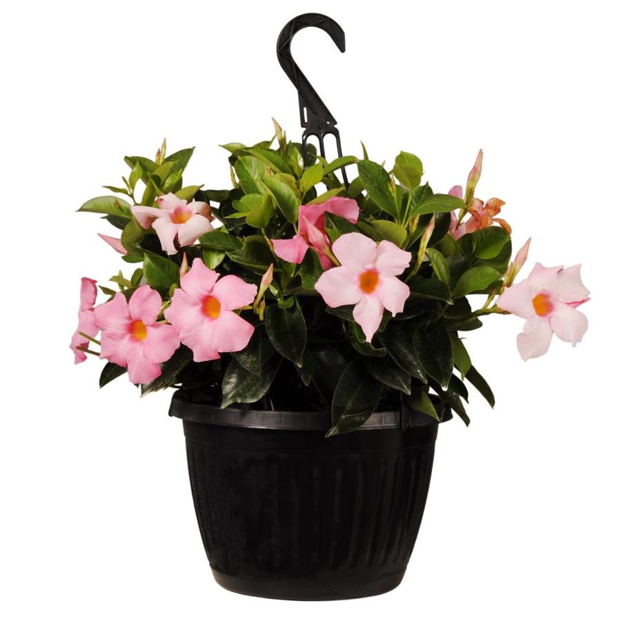 United Nursery Mandevilla Pink 10 inch Basket in the Perennials