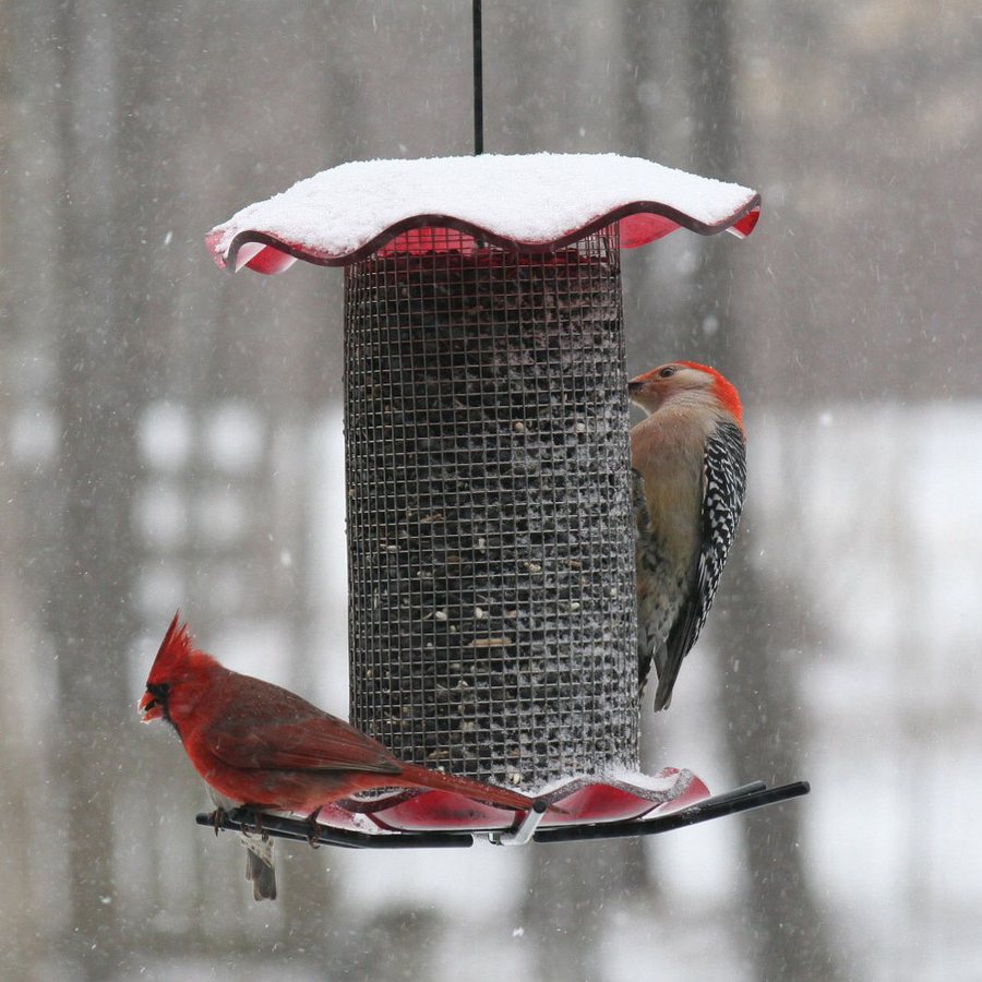 shop birds choice steel tube bird feeder at lowes com shop birds choice steel tube bird feeder at lowes com